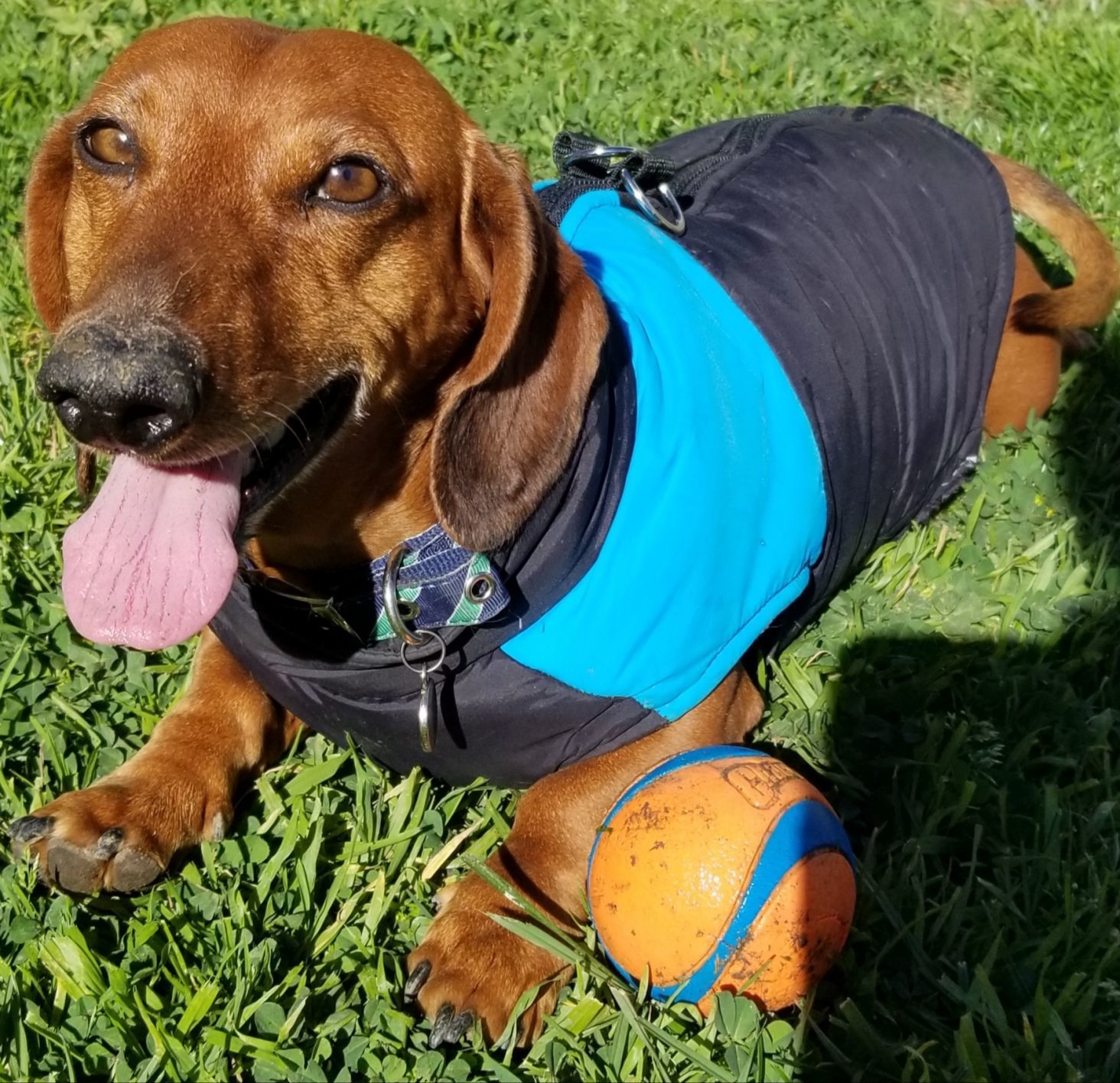 Pic of the Litter: Brownie Cervantes
